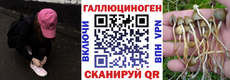 Купить где  Новоаннинский  Галлюциногенные грибы мицелий 
